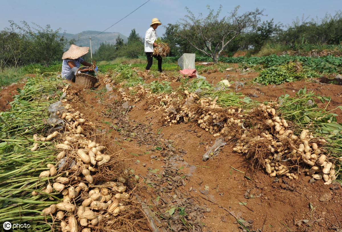 河南花生最新收购价格动态解析