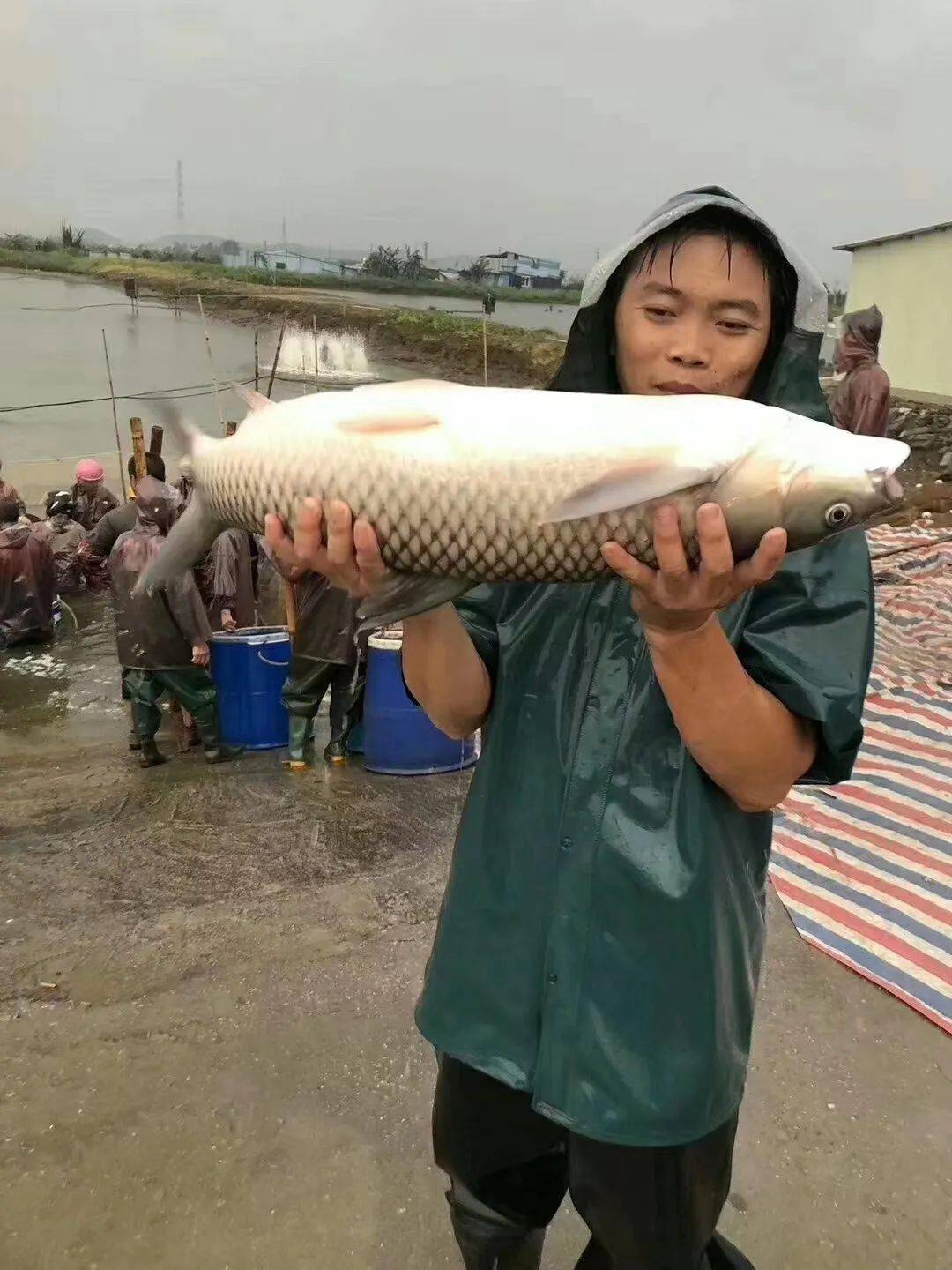 草鱼价格动态分析与趋势预测