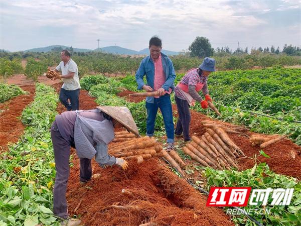 广东淮山最新批发价格一览