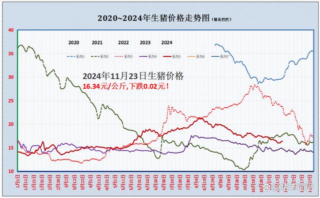 最新猪价行情分析与展望，价格走势及未来趋势解析