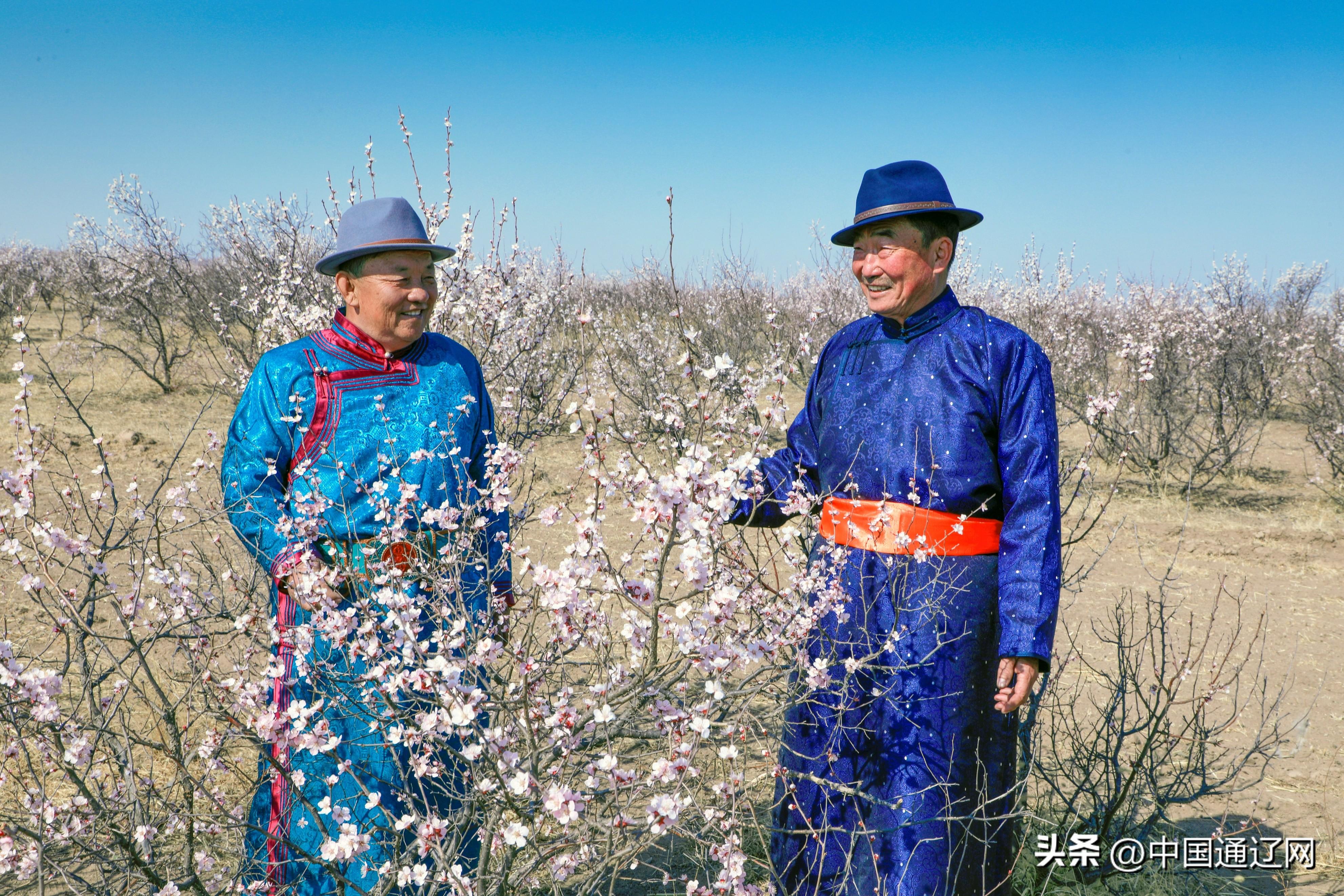 查布村展现新时代乡村风貌与发展活力，最新新闻报道