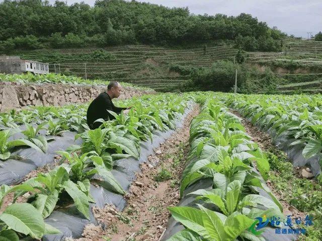 彝良县住房和城乡建设局最新发展规划概览