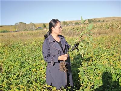 格尼河农场最新交通动态