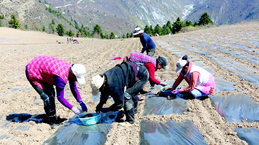 砸拉村新领导，引领村庄新时代的先锋力量